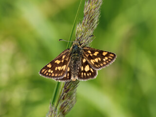 Chequered Skipper resting on a grass stem