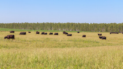 Fototapeta na wymiar Cattle of black angus breed in the grassland.