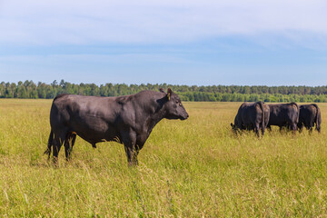 Herd of cows of angus breed in the pasture.