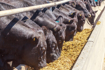 Feeding process of black angus cattle.
