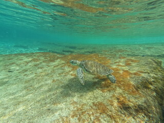 Fototapeta na wymiar Green Sea turtle swimming in the ocean underwater in the carribean curacao willemsted