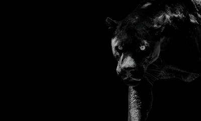 Fotobehang black panther coming out of the dark © fatima