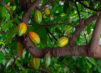 Cacao tree branch filled with ripe yellow fruit. - obrazy, fototapety, plakaty