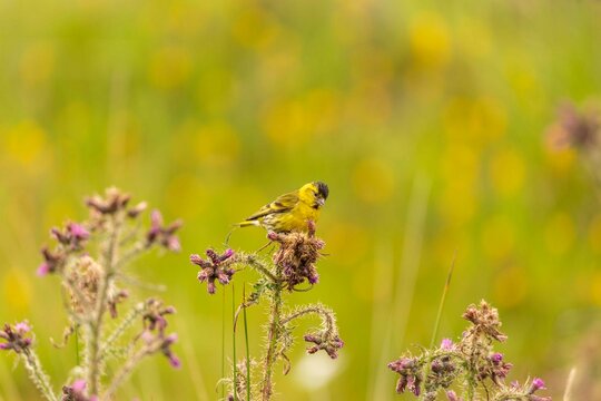 Yellowhammer