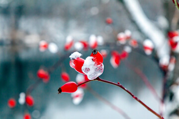 Snow-covered red rose hips and icicles on berries on a bush growing on the river bank against a...