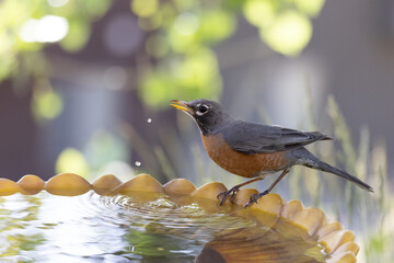 Robin drinking water at secluded yellow bird bath.