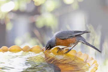 Robin drinking water from a yellow bird bath.
