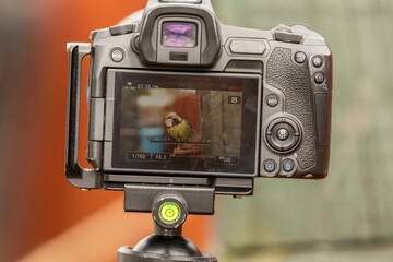 Fototapeta premium Blue Tit on Camera
