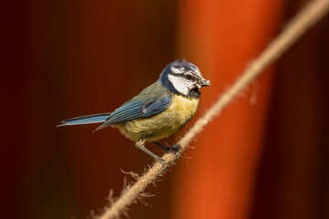 Blue Tit