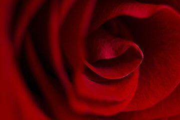 Abstract floral background. Red rose bud macro.
