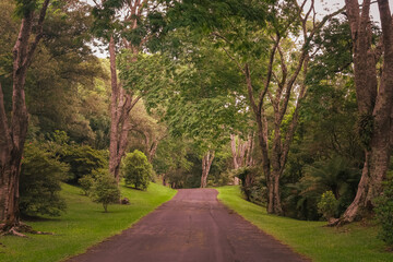 Fototapeta na wymiar Batanical Garden in Faxinal do Céu, Pinhão, Paraná, Brazil: 2023