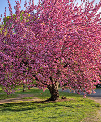 Fototapeta na wymiar Central Park in spring,Japanese Cherry Tree;