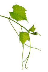 Branch of grapevine isolated on white background. vine grapes. Young tendrils and a vine of grapes. Spring. Greenery