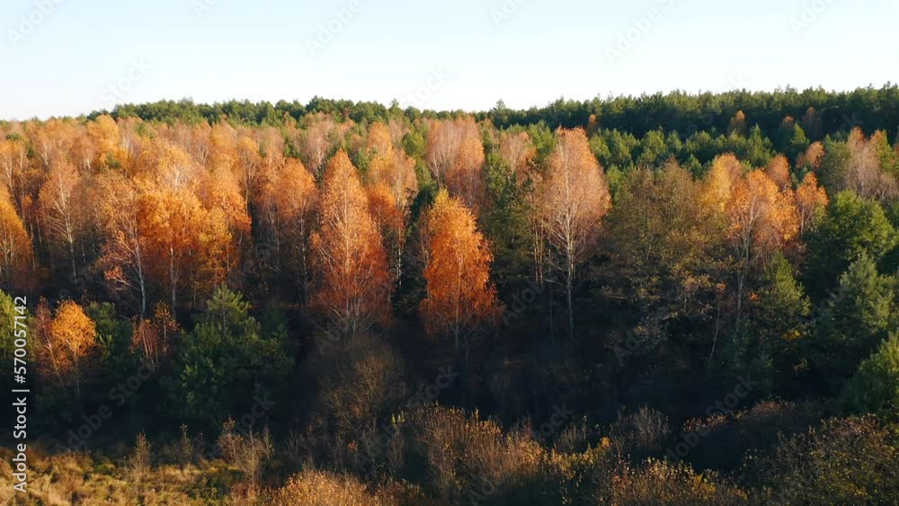 Poster awesome view of the autumn forest from a bird's eye view.