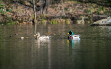 Fototapeta na wymiar couple of mallard ducks on the lake during courtship ritual