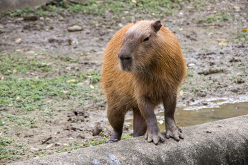 animales y naturaleza en Colombia