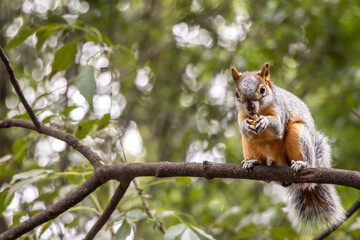 animales y naturaleza en Colombia