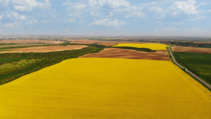 Aerial drone shot of beautiful yellow oil seed rape flowers in the field, countryside landscape...