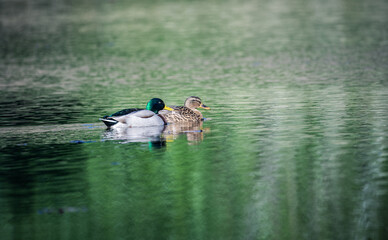 couple of mallard ducks on the lake during courtship ritual