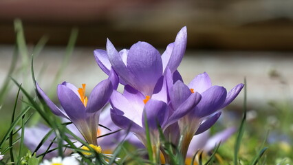 crocus