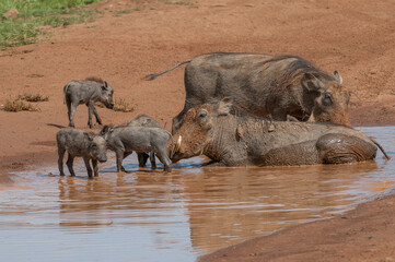 Family of warthog in a mud puddle