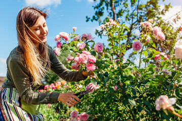 Young gardener enjoys blooming roses flowers in summer garden cutting stems. Woman grows English...