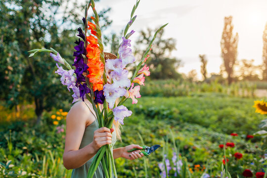Woman gardener holding bunch of fresh gladiolus in summer garden. Farmer picked bouquet of flowers