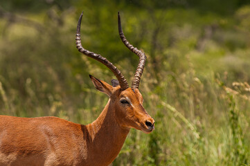 male impala antelope