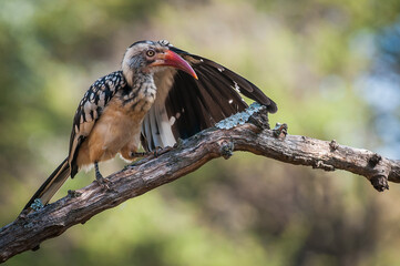 red billed hornbill with left wing streched out