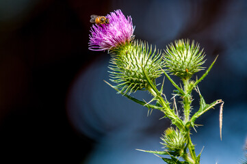 flower of a thistle with a bee