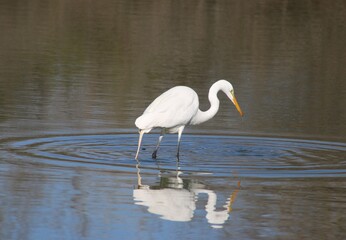 Naklejka premium great blue heron