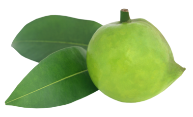 Garcinia tinctoria or edible Daophal