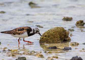 A ruddy turnstone (arenaria interpres) on Isla Genovesa (Genovesa Island) in the Galapagos, Ecuador.