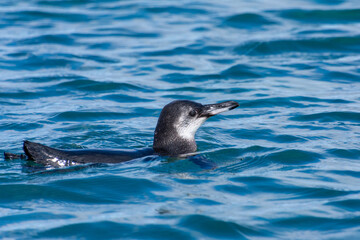 A Galapagos penguin swimming in the Pacific Ocean off the island of Isabela (Isla Isabela) in the Galapagos, Ecuador.