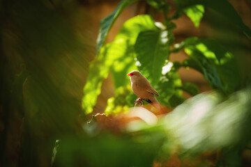 African birds in the garden: Common Waxbills, Estrilda astrild, small bird with red beak and red eye stripe  perched on a  stem over  against blurred green foliage background.