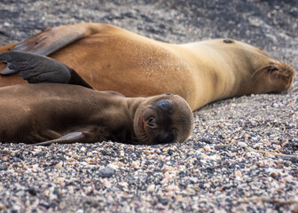 A cute baby Galapagos sea lion looks towards the camera while its mother sleeps on the island of Fernandina (Isla Fernandina) in the Galapagos, Ecuador.