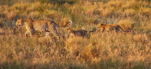 A leopardess with two kittens walking through the savannah in the morning sun, bright colours, side...