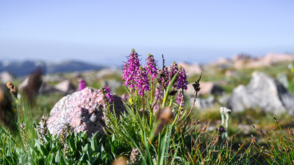 Elephant's head lousewort wildflower in the beartooth mountains