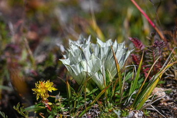 Alpine wildflower