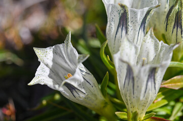 close up of a alpine wildflower