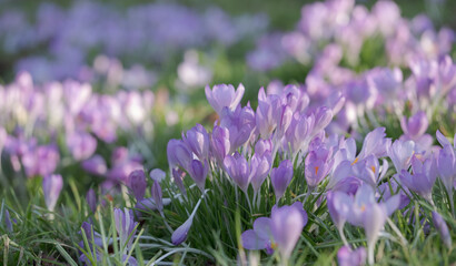 Colourful light purple crocuses reflecting the sun. They are growing in the grass outside the historic walled garden in Eastcote, Hillingdon, north London, UK.