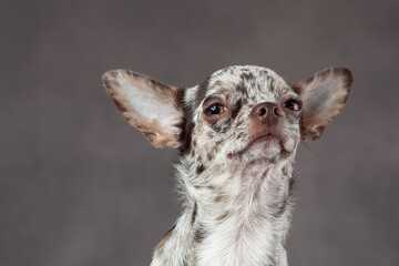 Portrait of cute slim short hair merle color chihuahua dog isolated on gray background.