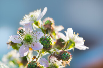 Beautiful flowering bramble twig with unripe berries on blue sky background. Rubus fruticosus. Closeup a pink flower on blur branch, bright white blooms or growing green blackberries in spring nature. - obrazy, fototapety, plakaty