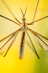 Large crane flies are harmless, they cannot bite or sting you. Do not kill them. 