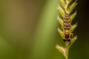 A little hoverfly resting on a plant.