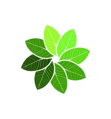 green leaves isolated on white background logo isolated on white background 