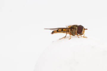 Marmalade hoverfly is an effective pollinator