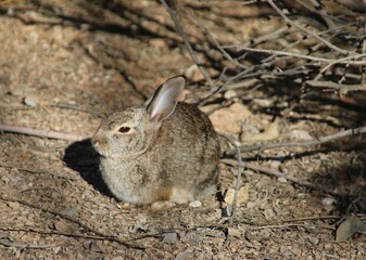 rabbit on the ground