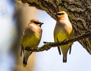 Fototapeta premium Cedar Waxwing pair