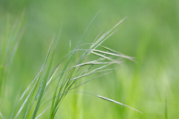 detail of grass in a complete green pasture